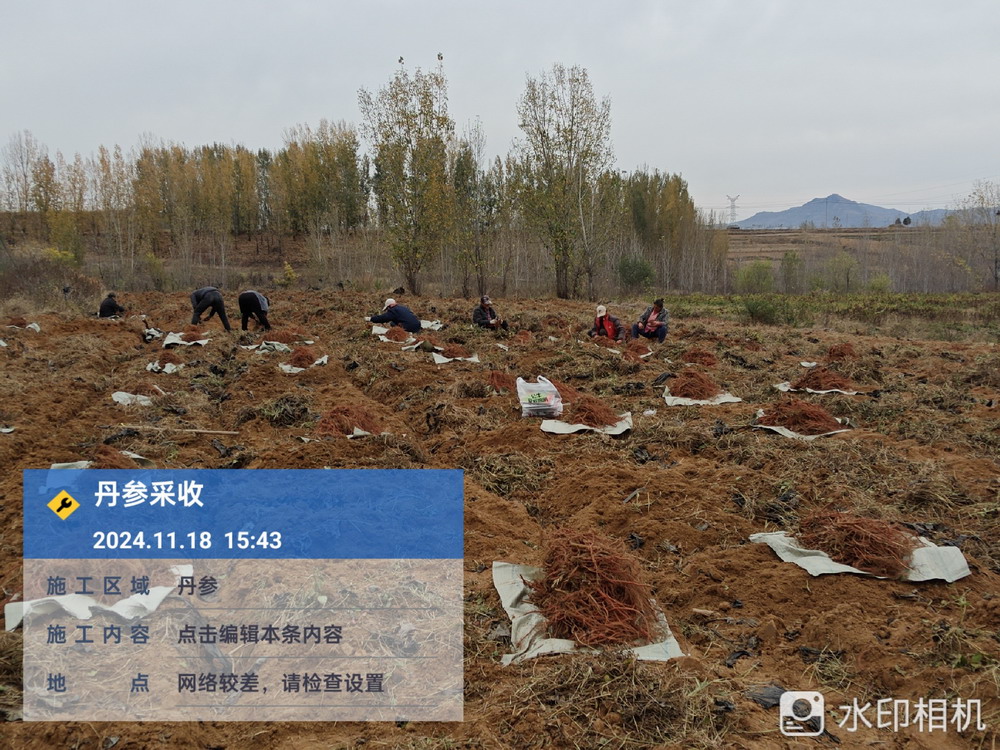 丹参采收鲜货150吨