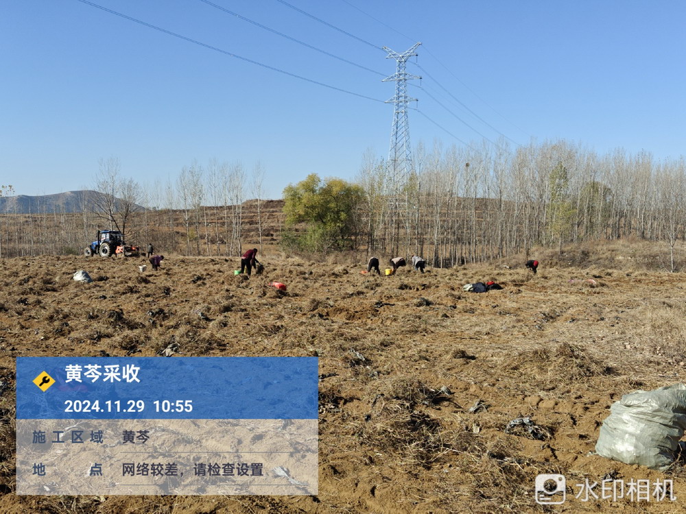 黄芩采收鲜货30吨