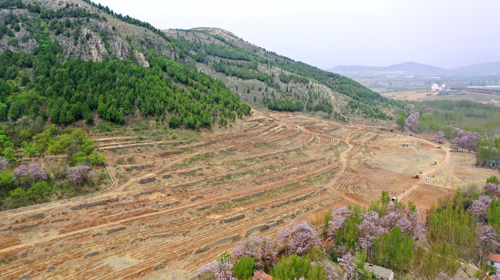 酸枣种植地块 1