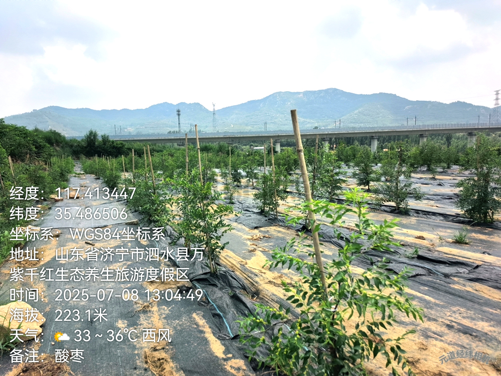 万紫园酸枣基地