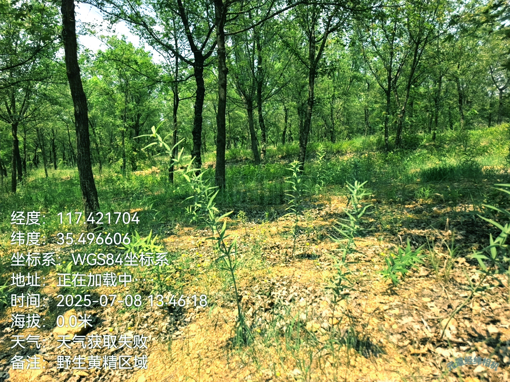 黄精仿野生种植