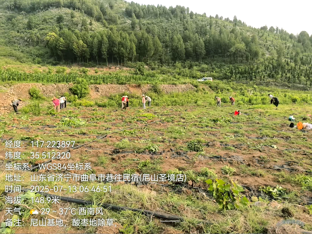 尼山酸枣人工除草