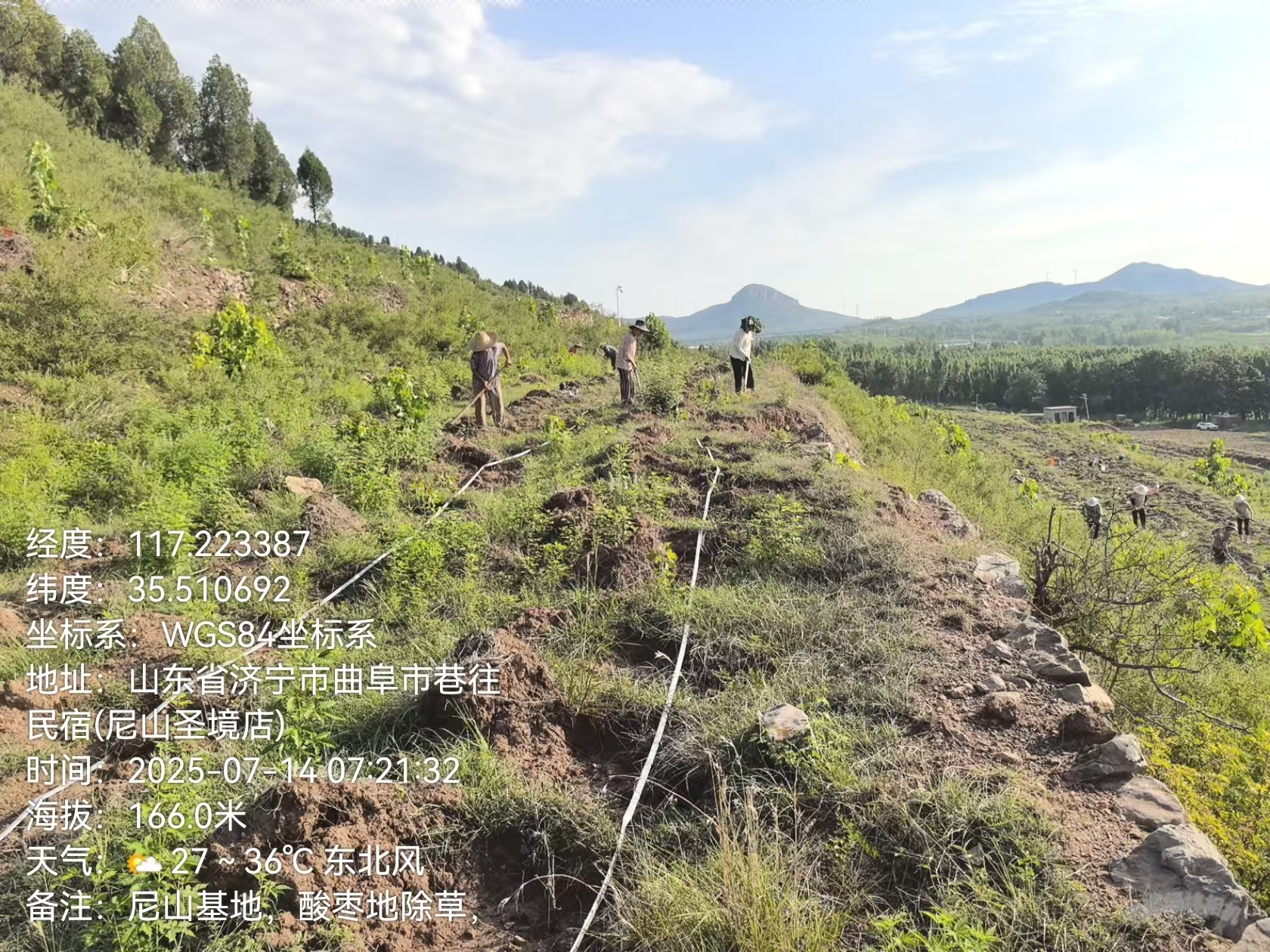 尼山酸枣地人工除草